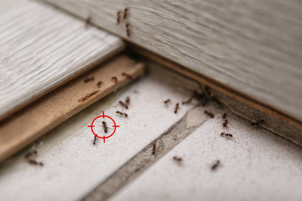 Best Best Pest Control Companies  in Bellevue, IA