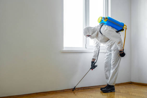 Best Flea Control Services  in Bellevue, IA