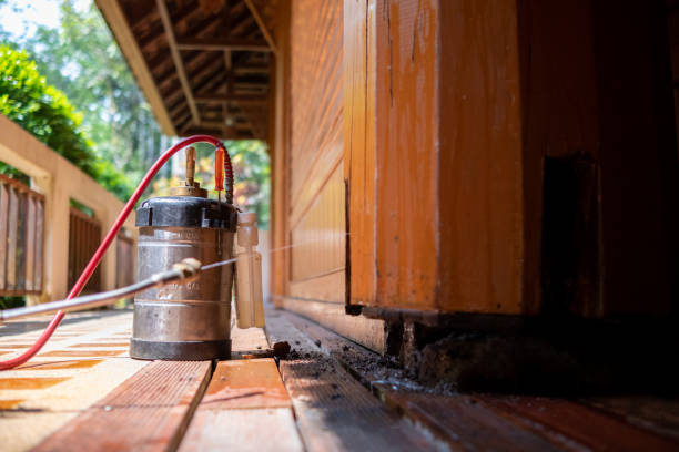 Best Wasp Removal Services  in Bellevue, IA