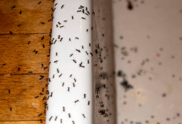 Best Wasp Removal Services  in Bellevue, IA