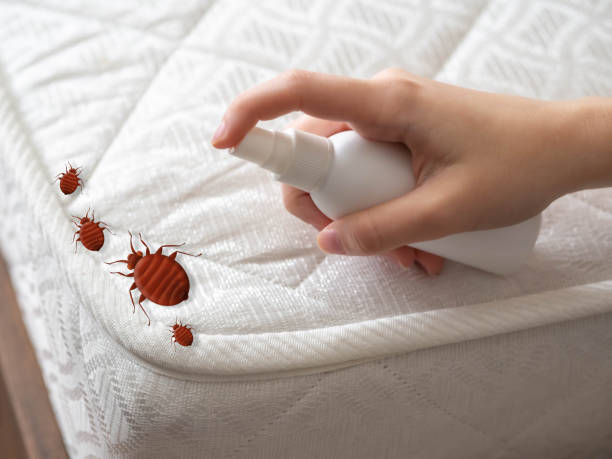 Best Spider Control Near Me  in Bellevue, IA