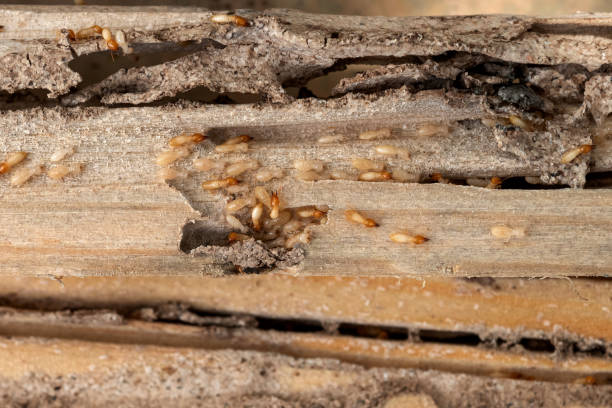 Best Flea Control Services  in Bellevue, IA