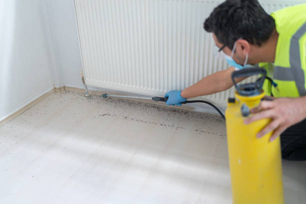 Wasp Removal Services in Bellevue, IA